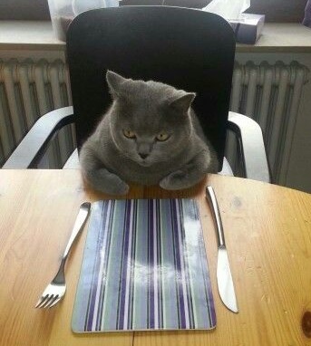 Cat waiting for food